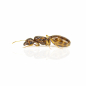 Preview: Pheidole pallidula